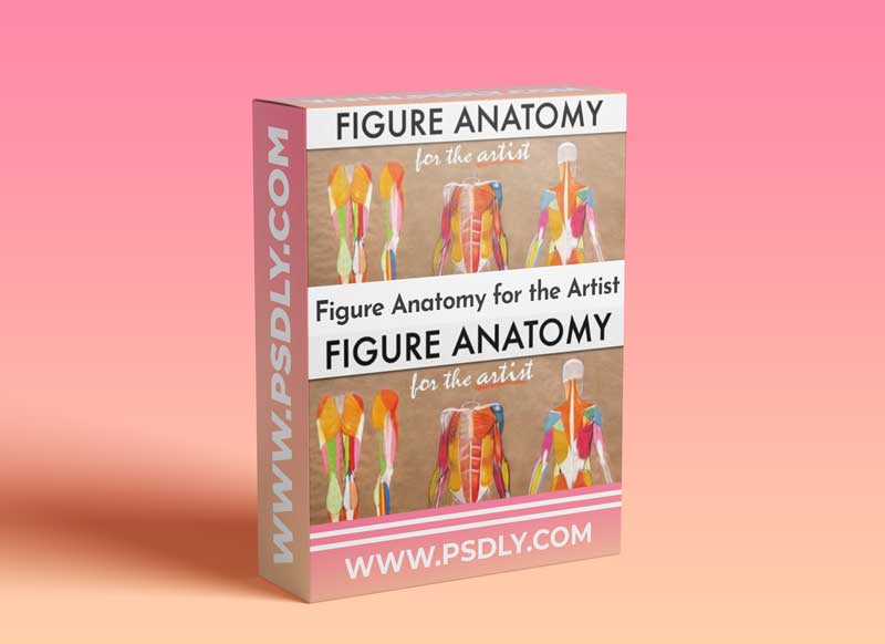 Figure Anatomy for the Artist 1 Figure Anatomy for the Artist