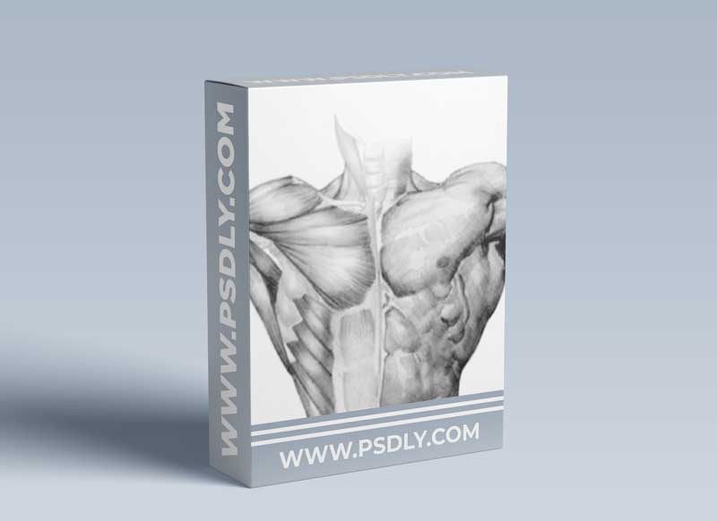 Watts Atelier - Anatomy Intensives Torso with Erik M. Gist 1 Watts Atelier - Anatomy Intensives Torso with Erik M. Gist
