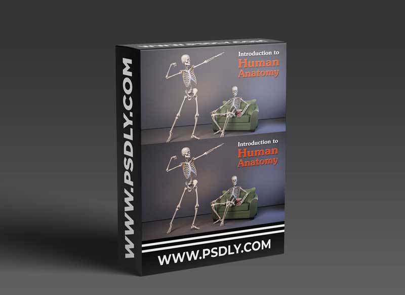 Anatomy of the Human Body for Artists: The Basics 1 Anatomy of the Human Body for Artists: The Basics