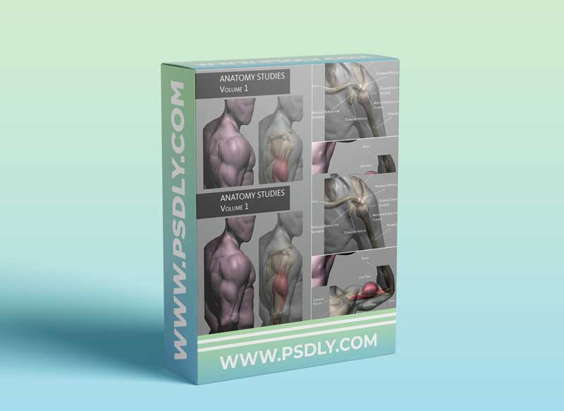 Artstation - Anatomy Studies Volume 1 by Glauco Longhi 1 Artstation - Anatomy Studies Volume 1 by Glauco Longhi