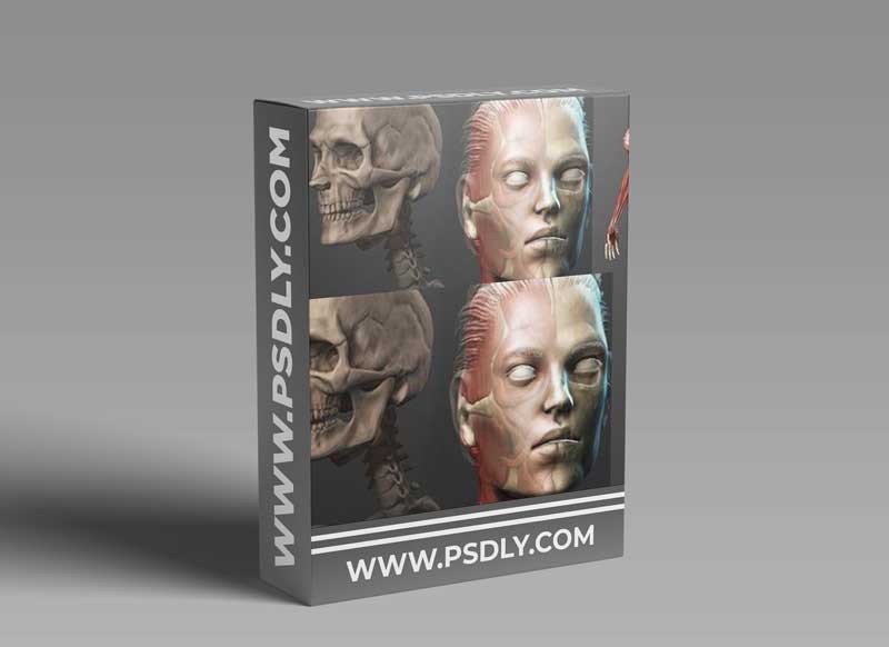 Female Anatomy Sculpting in Zbrush 1 Female Anatomy Sculpting in Zbrush