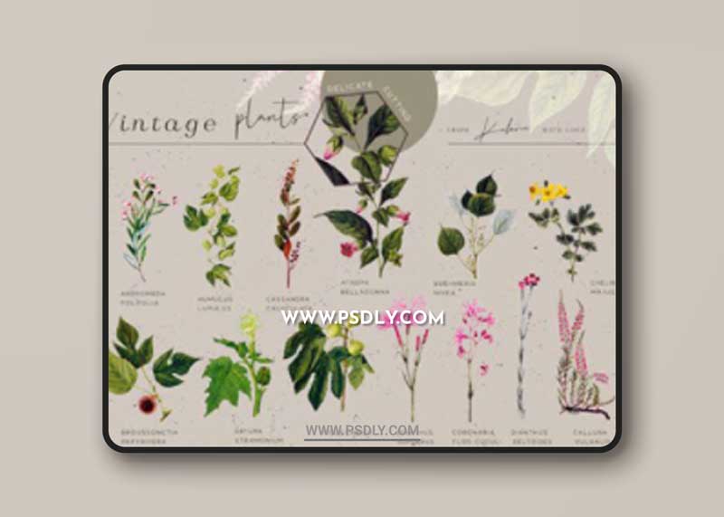 Green Garden - Vintage Botanical Kit 14214371 1 Green Garden - Vintage Botanical Kit 14214371