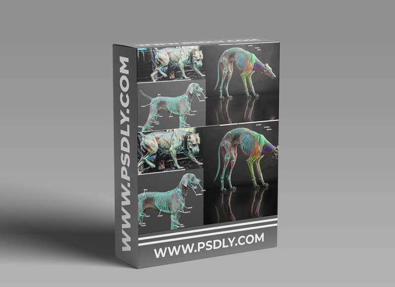CGMA - Sculpting Anatomy from Animal to Creature 1 CGMA - Sculpting Anatomy from Animal to Creature