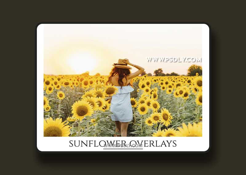 CreativeMarket - Sunflower Photoshop Overlays, PNGs 5264990 1 CreativeMarket - Sunflower Photoshop Overlays, PNGs 5264990