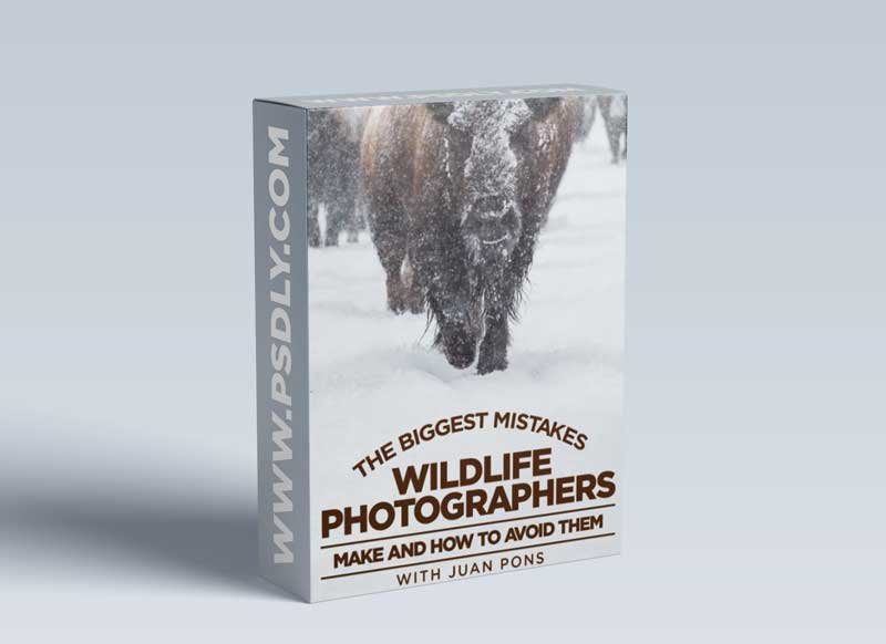 KelbyOne - The Biggest Mistakes Wildlife Photographers Make and How to Avoid Them 1 KelbyOne - The Biggest Mistakes Wildlife Photographers Make and How to Avoid Them