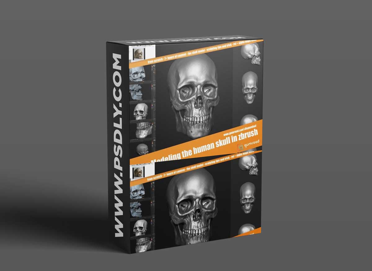 Gumroad – Modeling the human skull in zbrush 1 Gumroad – Modeling the human skull in zbrush