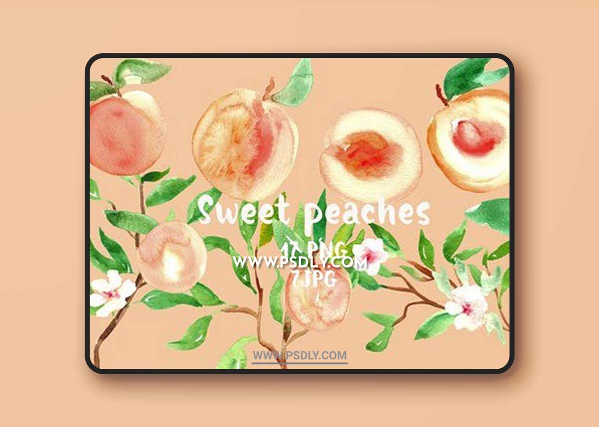 Peach. Watercolor clip art 1 Peach. Watercolor clip art