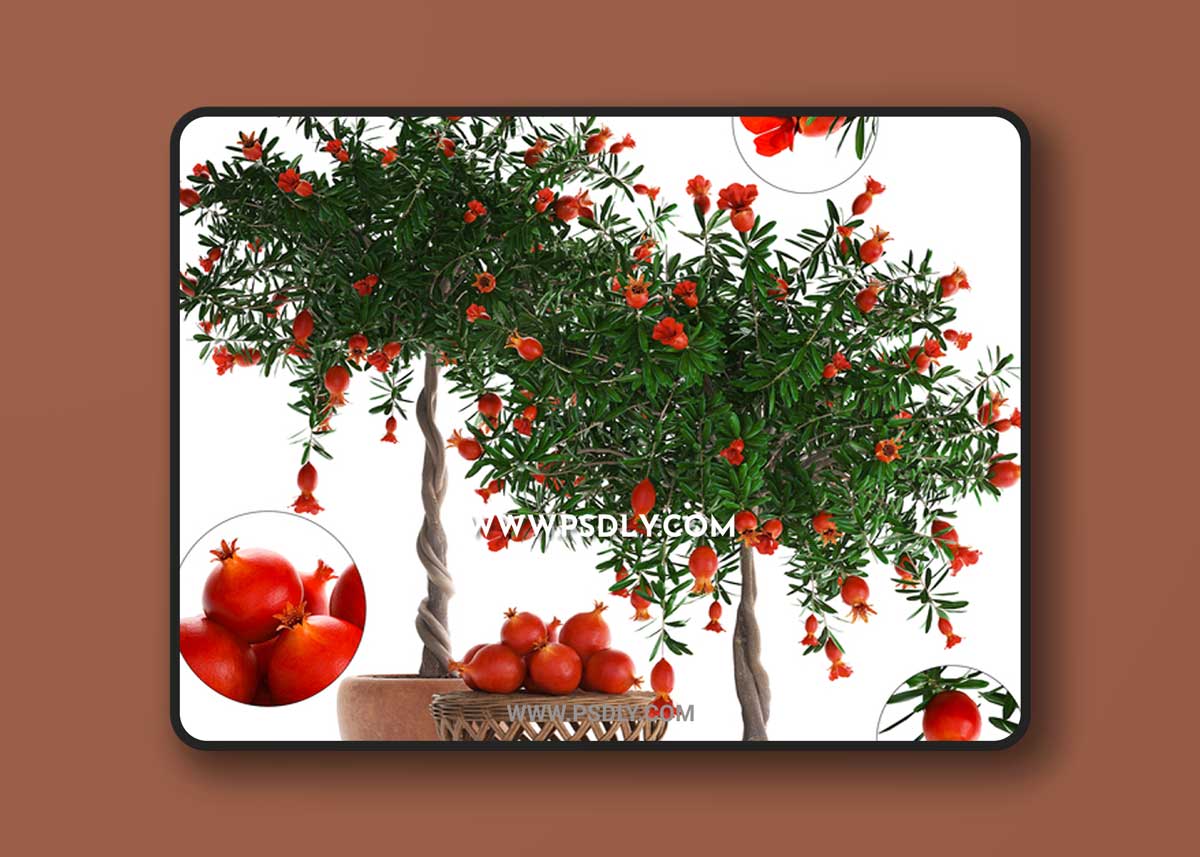 Plant Collection 264. Pomegranate 1 Plant Collection 264. Pomegranate