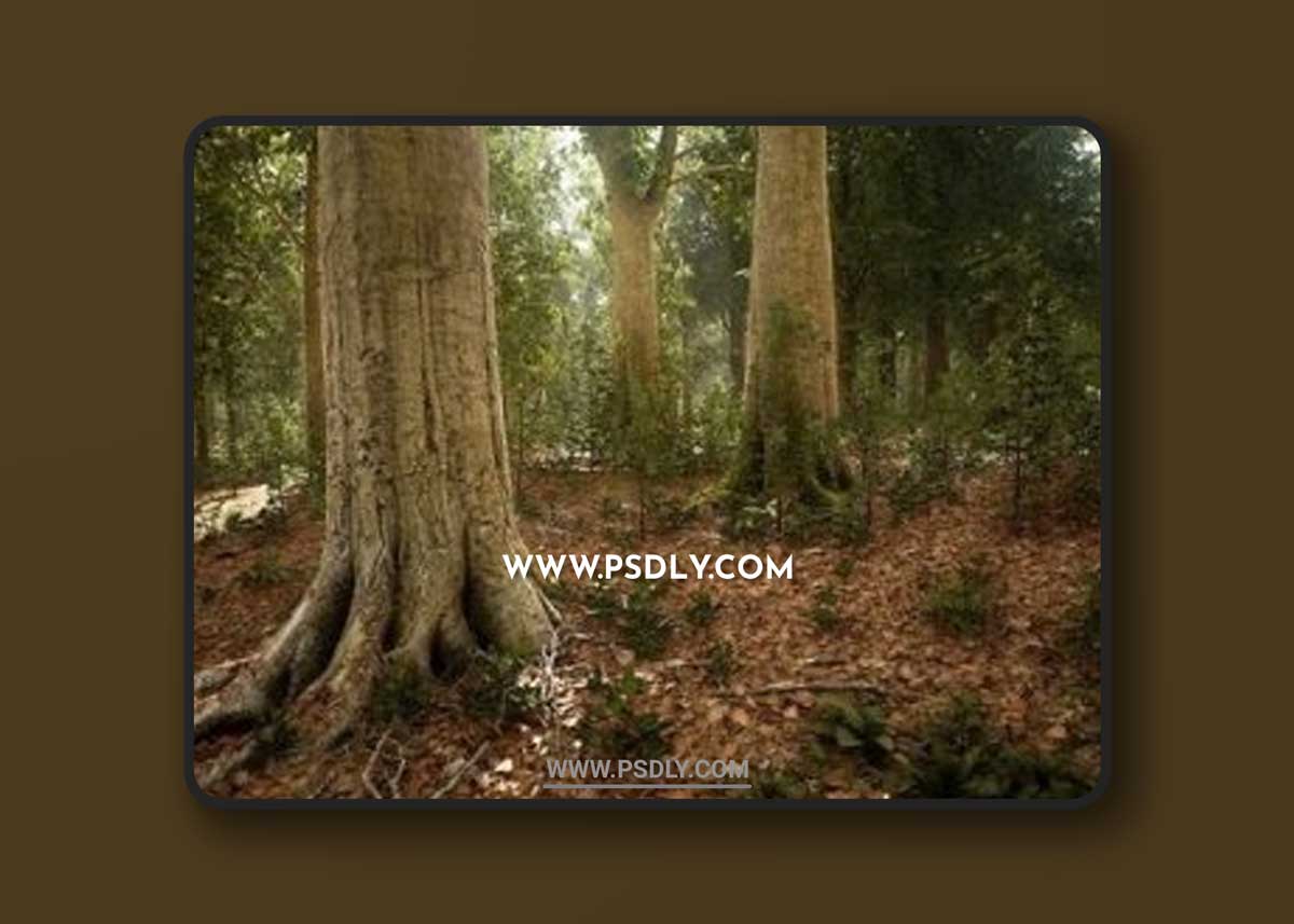 Unreal Engine - MW Broadleaf Trees Forest Biome 1 Unreal Engine - MW Broadleaf Trees Forest Biome