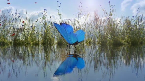 Videohive Landing Butterfly Logo Reveal 26501632 1 Videohive Landing Butterfly Logo Reveal 26501632