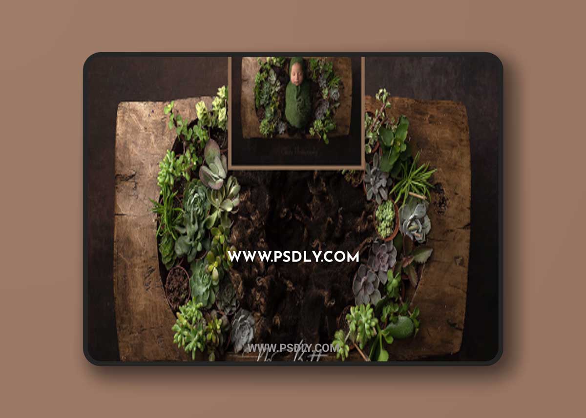 Meg Bitton - Simple Succulents Digital Background 1 Meg Bitton - Simple Succulents Digital Background