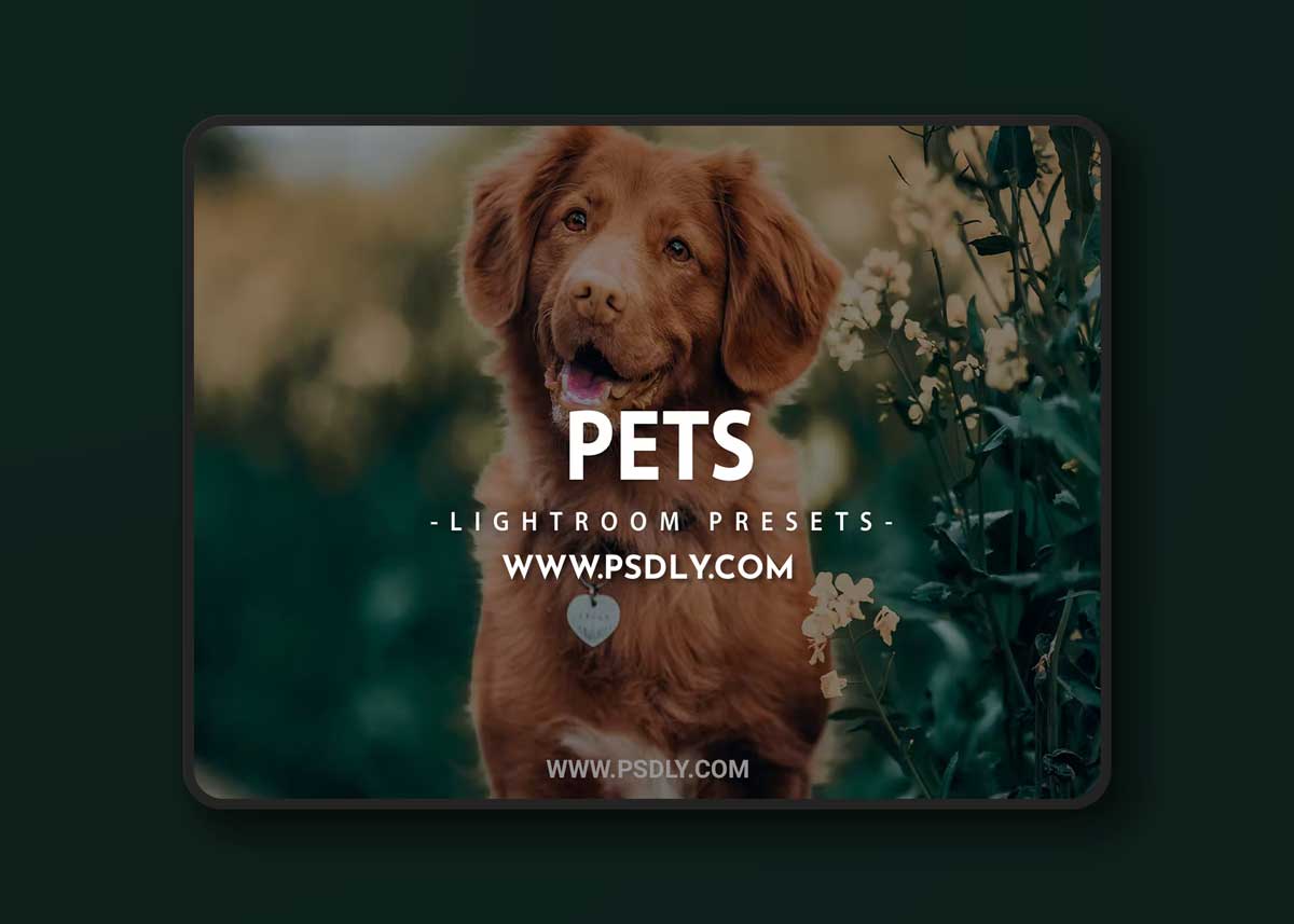 Pets Lightroom Presets For Mobile and Desktop 1 Pets Lightroom Presets For Mobile and Desktop