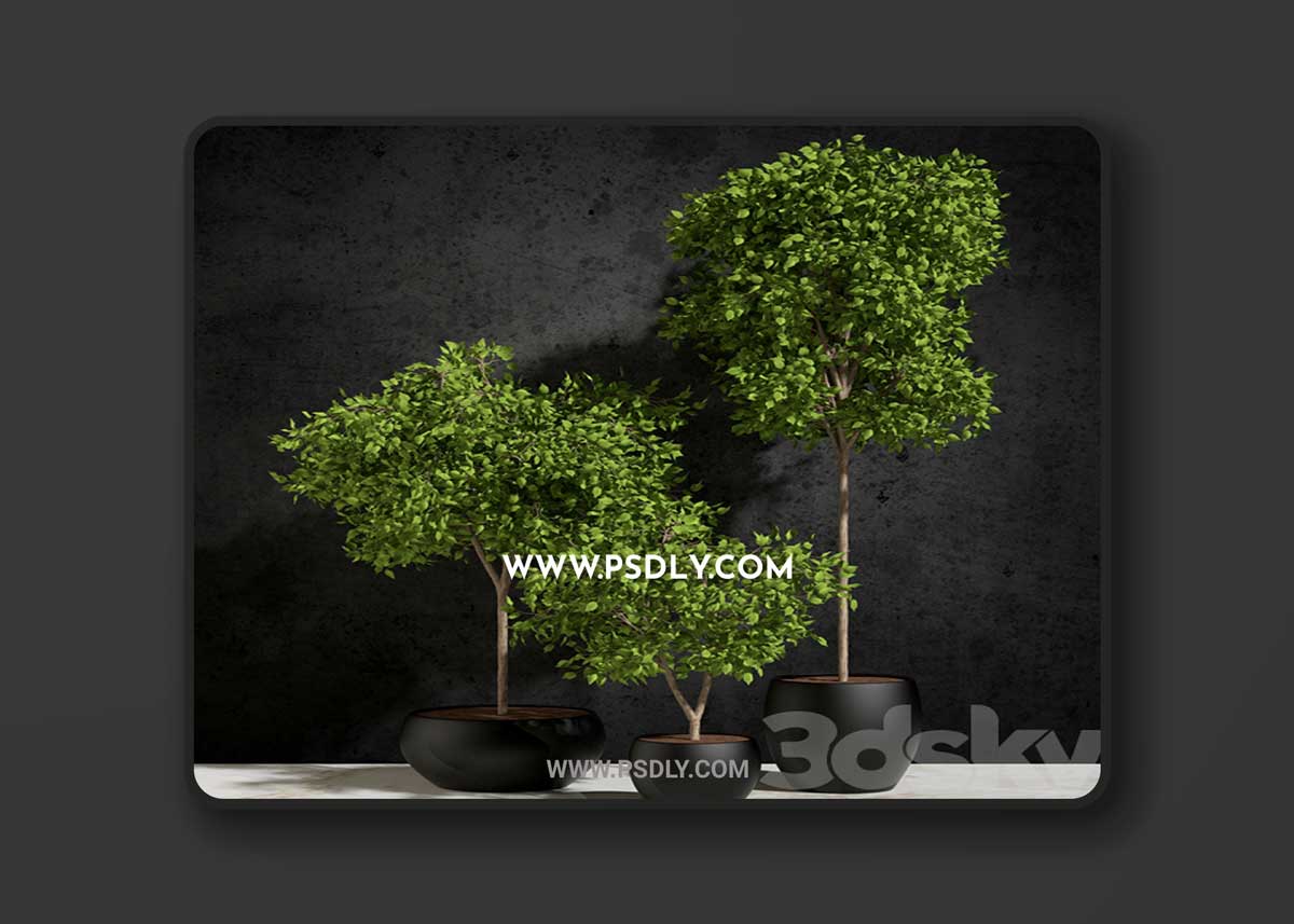 Plants Ficus Benjamin 3D Model 1 Plants Ficus Benjamin 3D Model