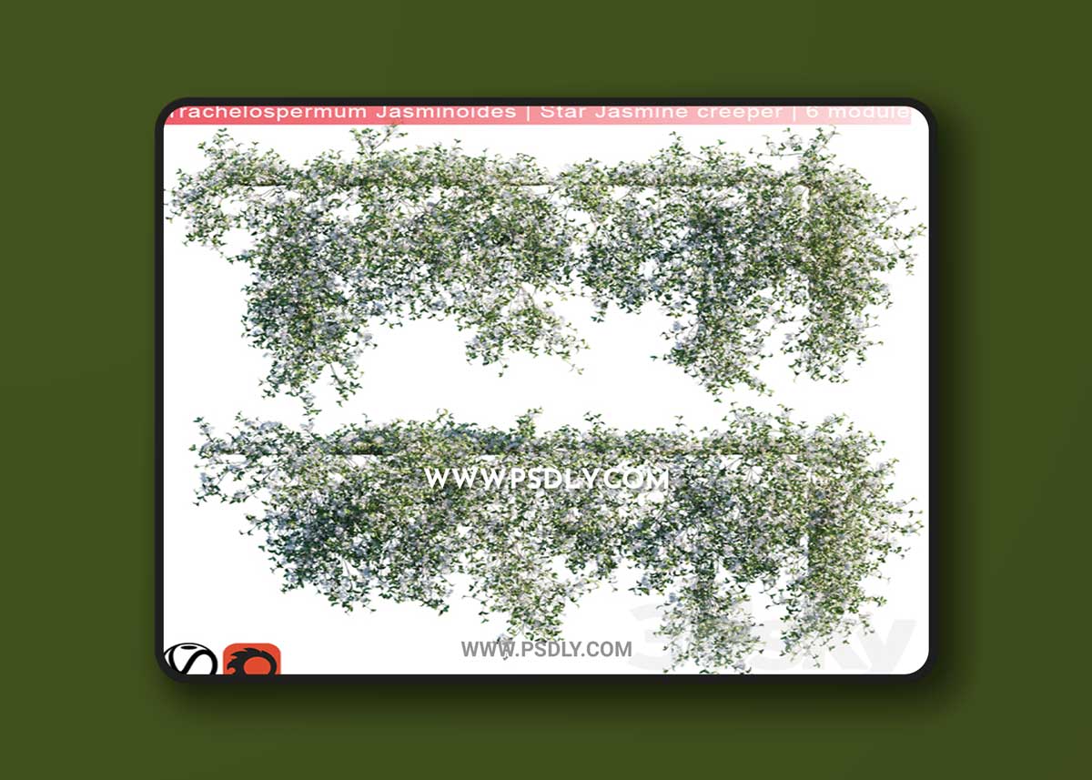 Trachelospermum Jasminoides | Star Jasmine creeper | 6 module 1 Trachelospermum Jasminoides | Star Jasmine creeper | 6 module