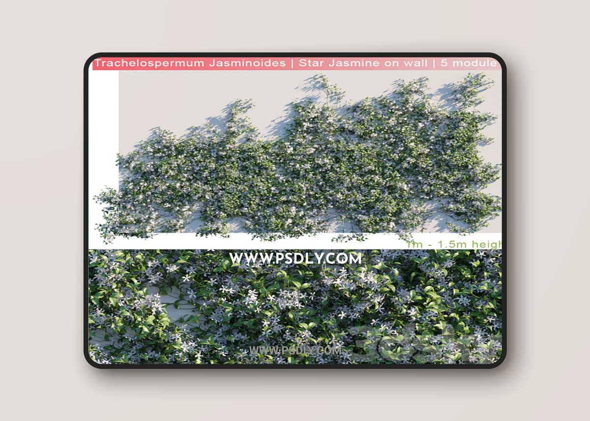 Trachelospermum Jasminoides Star Jasmine on wall 1 Trachelospermum Jasminoides Star Jasmine on wall