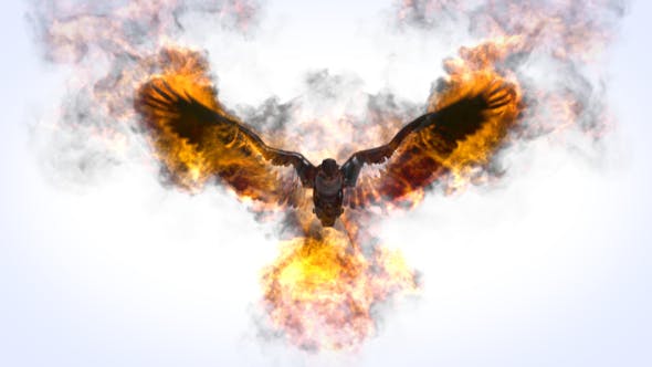 Videohive Flaming Eagle Logo Reveal 31914514 1 Videohive Flaming Eagle Logo Reveal 31914514