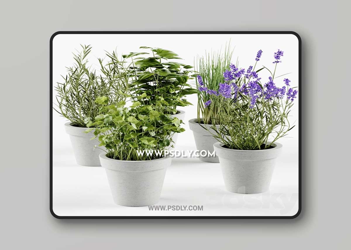 Herbs in concrete pots 3D Model 1 Herbs in concrete pots 3D Model