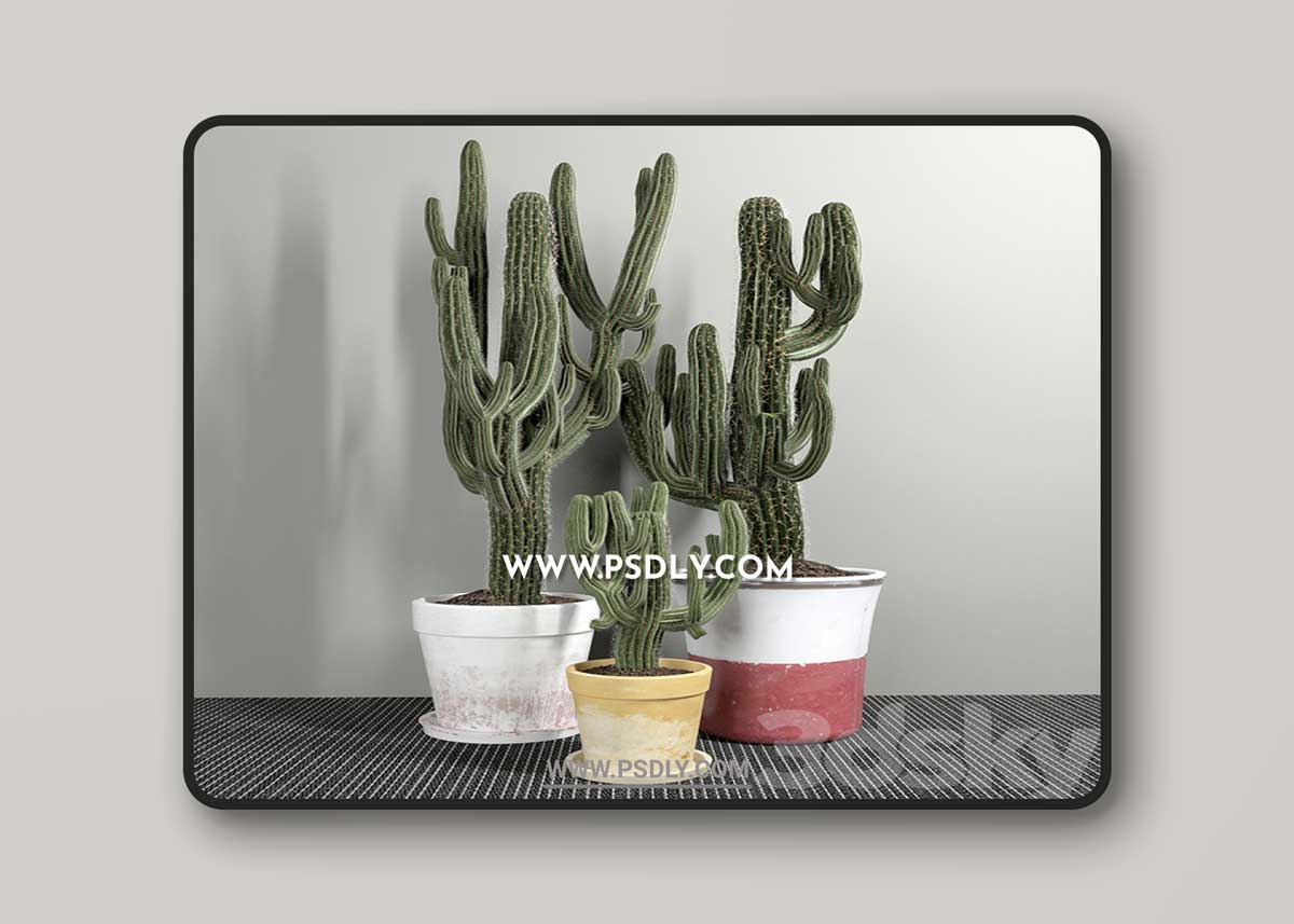 Set of Three Cactuses Carnegiea 3D Model 1 Set of Three Cactuses Carnegiea 3D Model