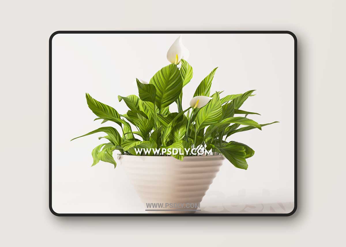 Spathiphyllum plant 2 3D model 1 Spathiphyllum plant 2 3D model