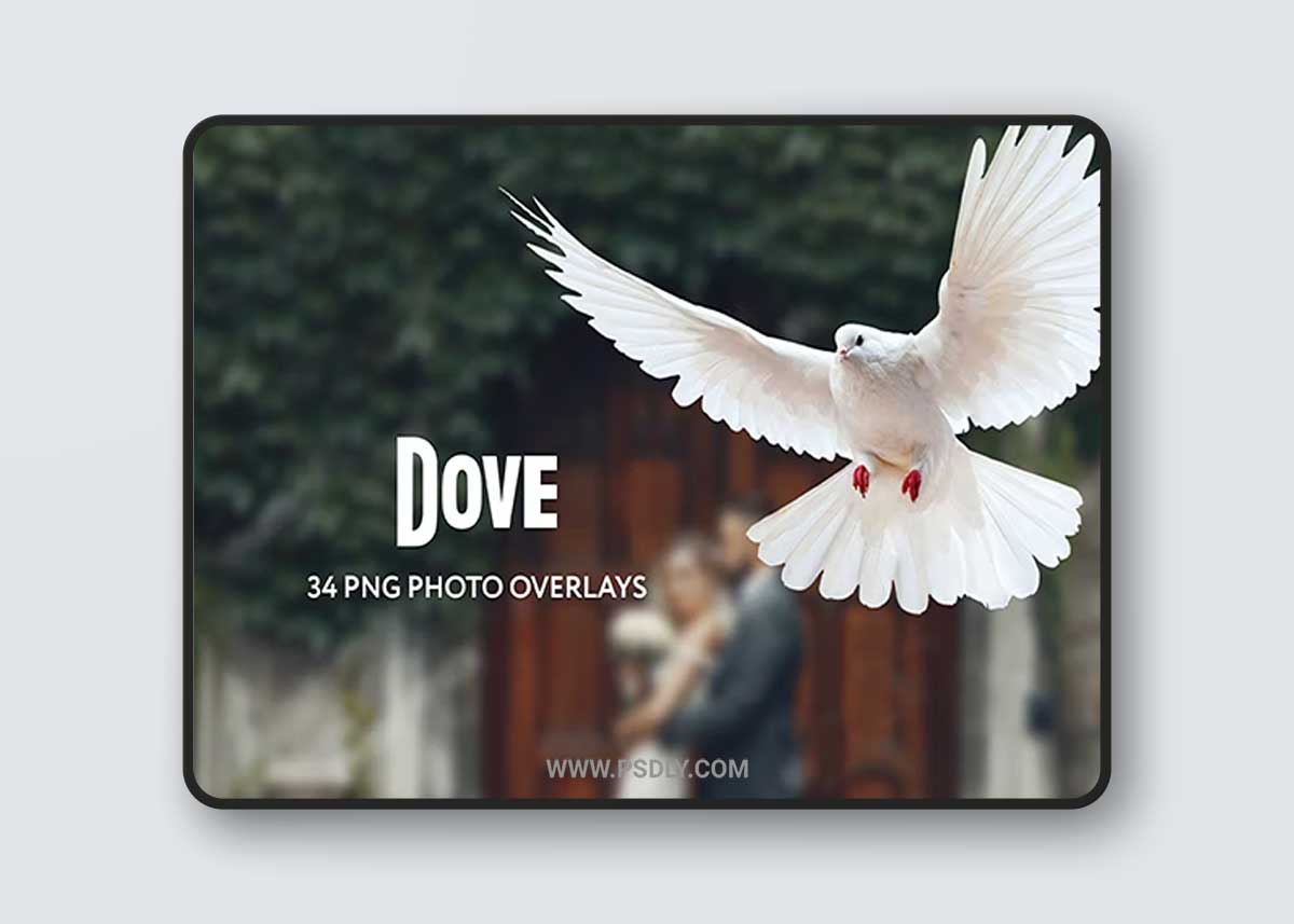 34 Dove Photo Overlays Transparent PNG 1 34 Dove Photo Overlays Transparent PNG