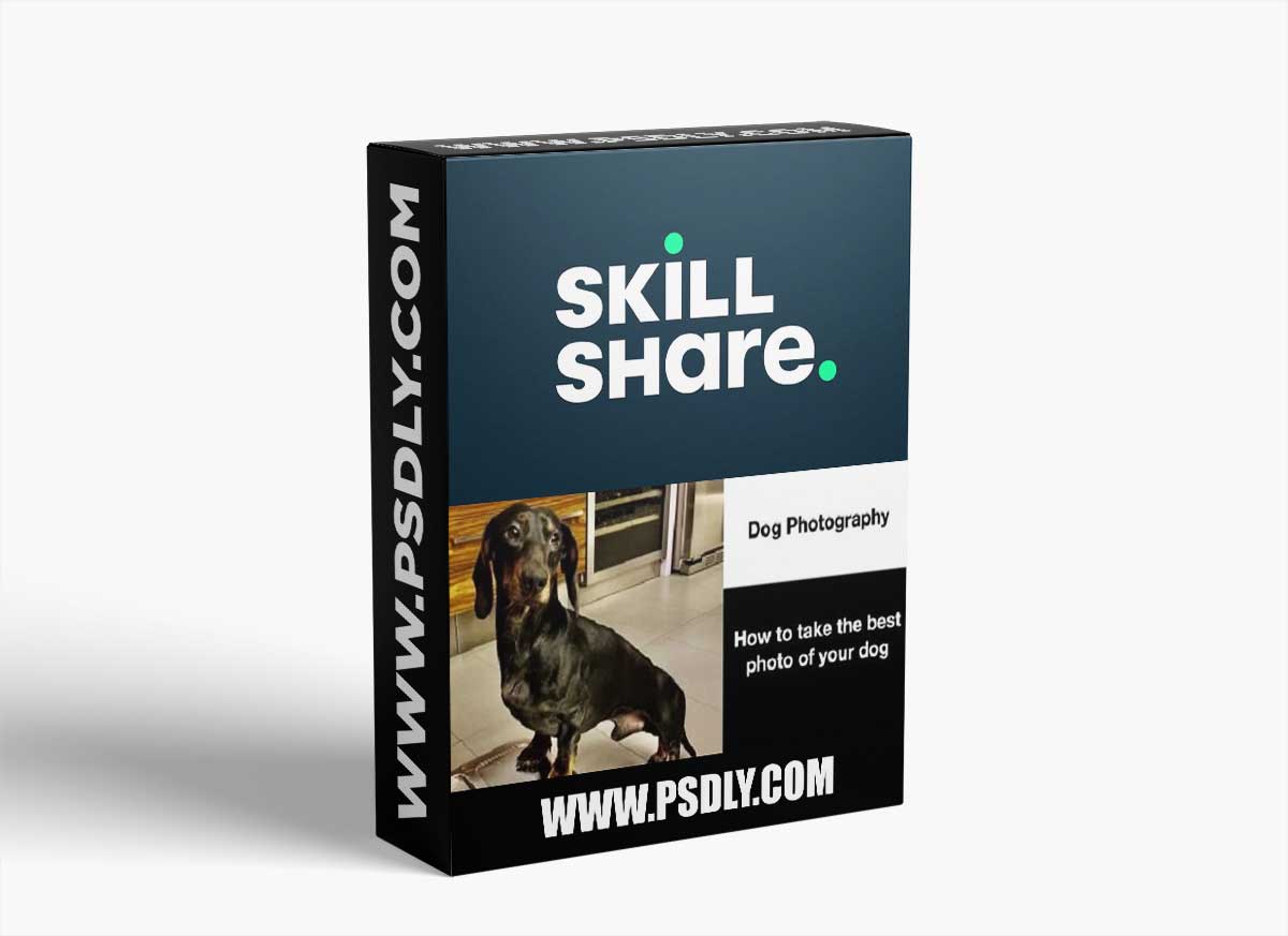 How to take the best photos of your dogs - Dog Photography 1 How to take the best photos of your dogs - Dog Photography