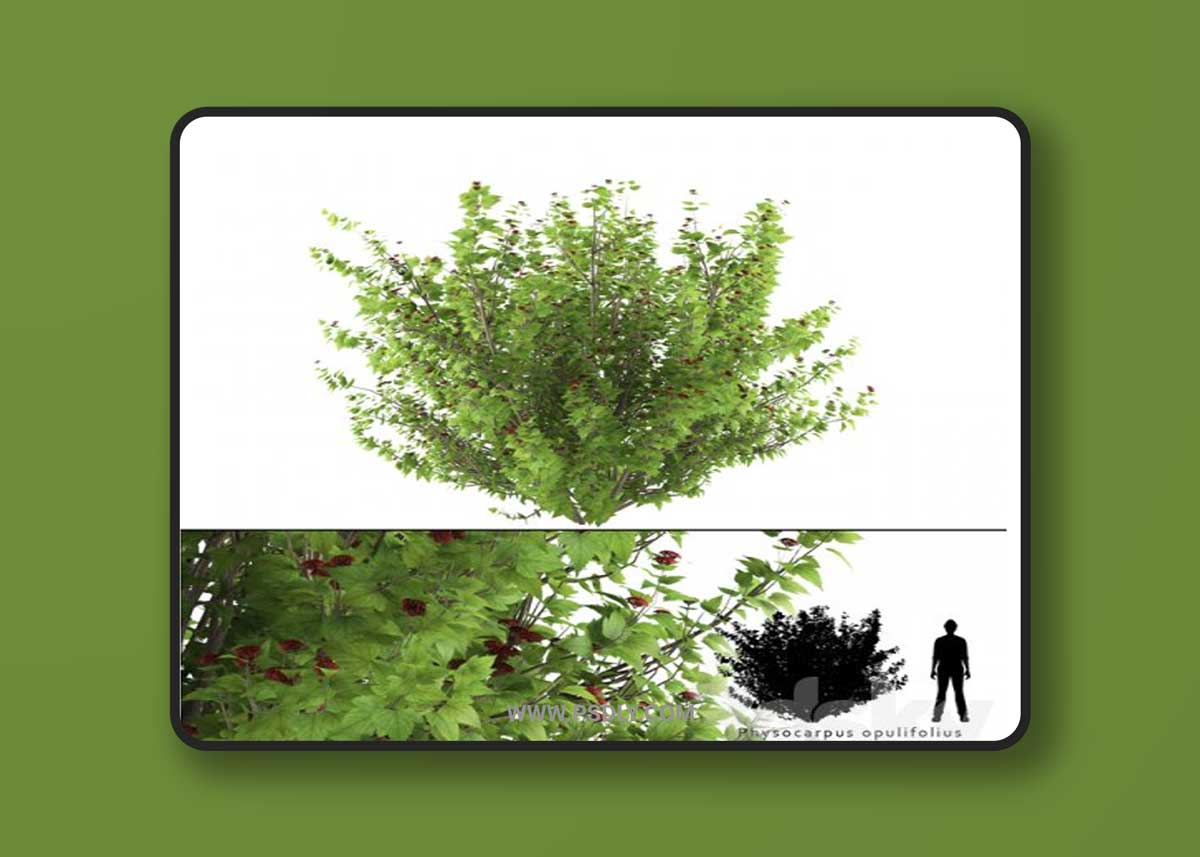 Pustyrplodnik kalinistilny bush | Physocarpus opulifolius 1 Pustyrplodnik kalinistilny bush | Physocarpus opulifolius