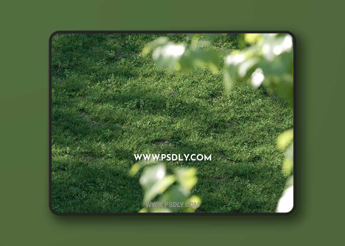 Shella Grass Pack 3D Model 1 Shella Grass Pack 3D Model