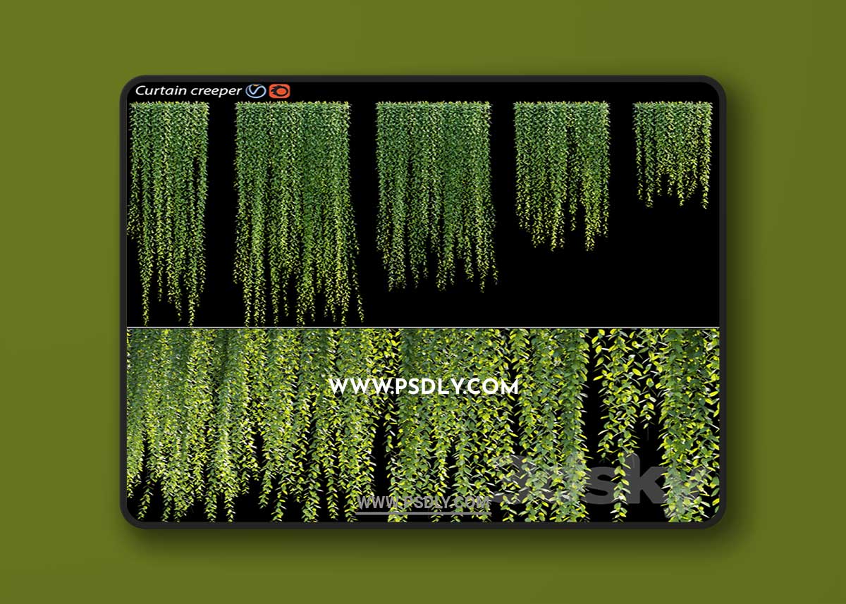 Vernonia Elliptica | Curtain creeper 3D Model 1 Vernonia Elliptica | Curtain creeper 3D Model