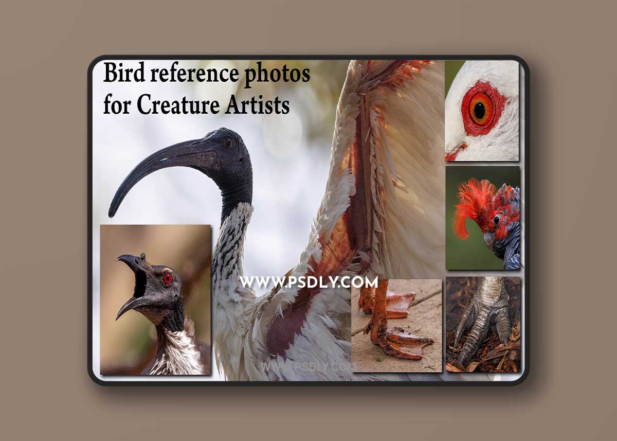 Artstation - David Simon - 1000+ Bird photos for Creature Artists 1 Artstation - David Simon - 1000+ Bird photos for Creature Artists