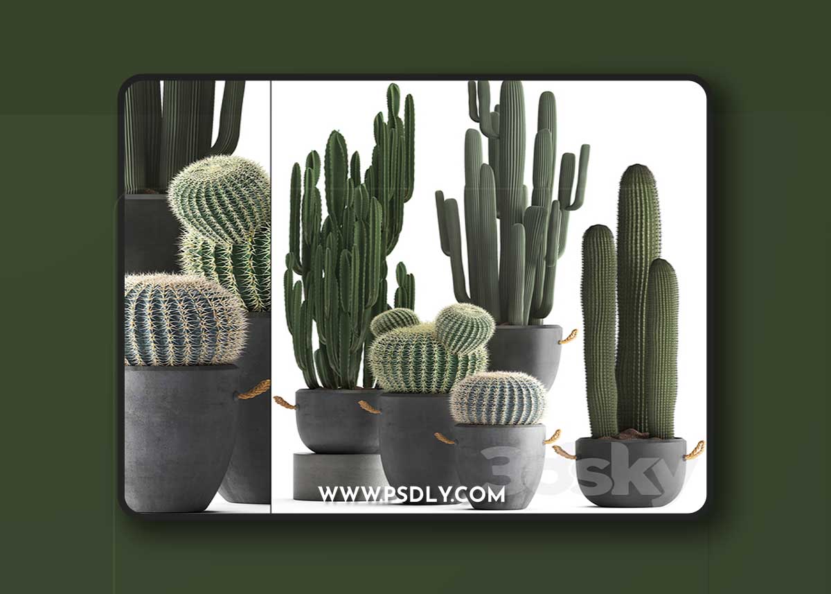 Collection of plants 411. Cactus set. Echinocactus, Cereus, Carnegia, Barrel cactus, indoor plants, concrete pot, outdoor 1 Collection of plants 411. Cactus set. Echinocactus, Cereus, Carnegia, Barrel cactus, indoor plants, concrete pot, outdoor