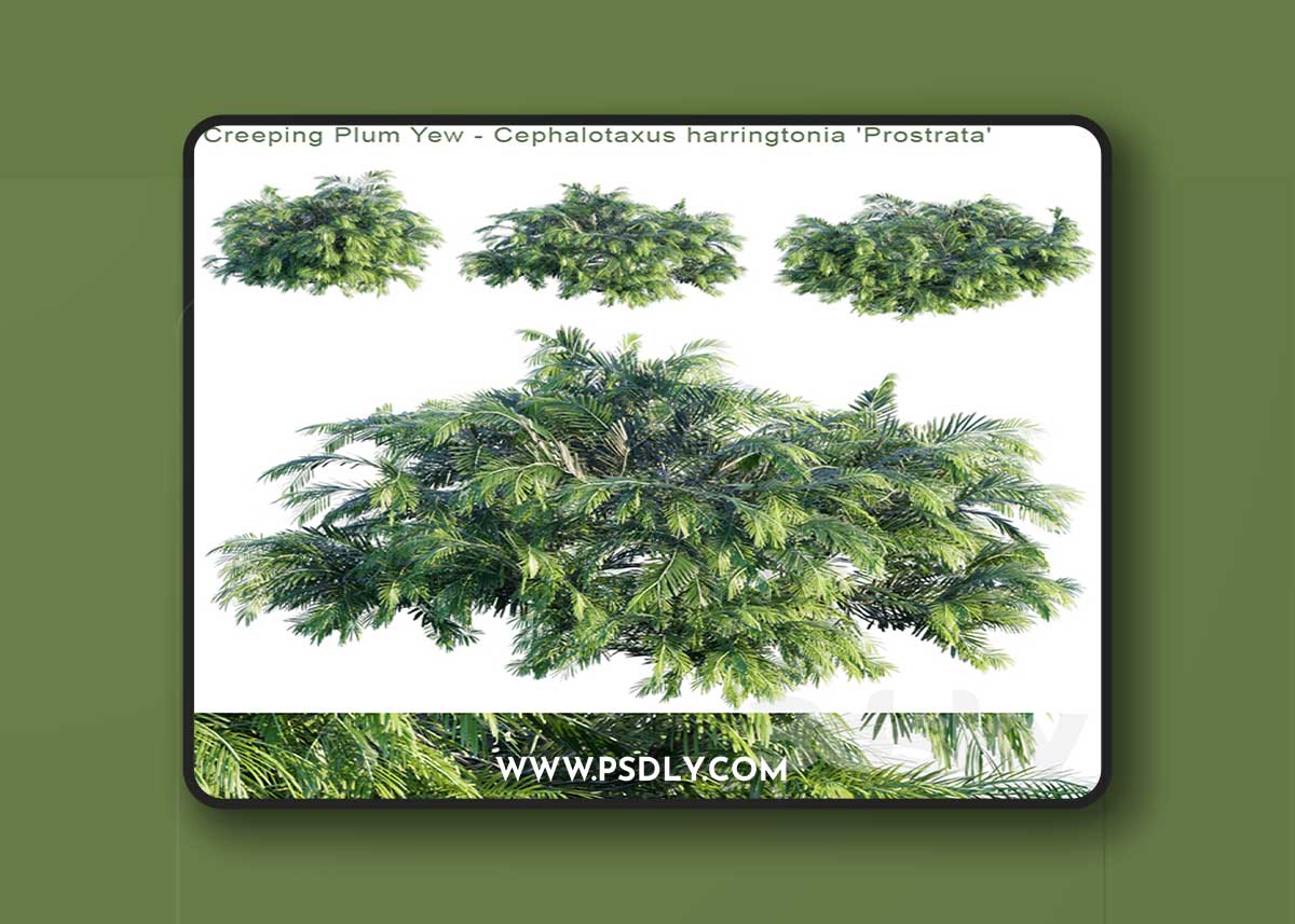 Creeping Plum Yew | Cephalotaxus harringtonia "Prostrata" 1 Creeping Plum Yew | Cephalotaxus harringtonia "Prostrata"