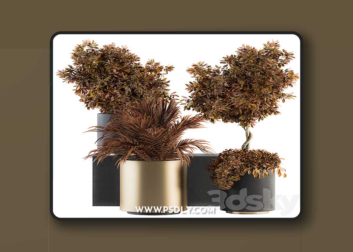 Indoor Plant Set 91 – Black and Gold (Red Plant) 1 Indoor Plant Set 91 – Black and Gold (Red Plant)