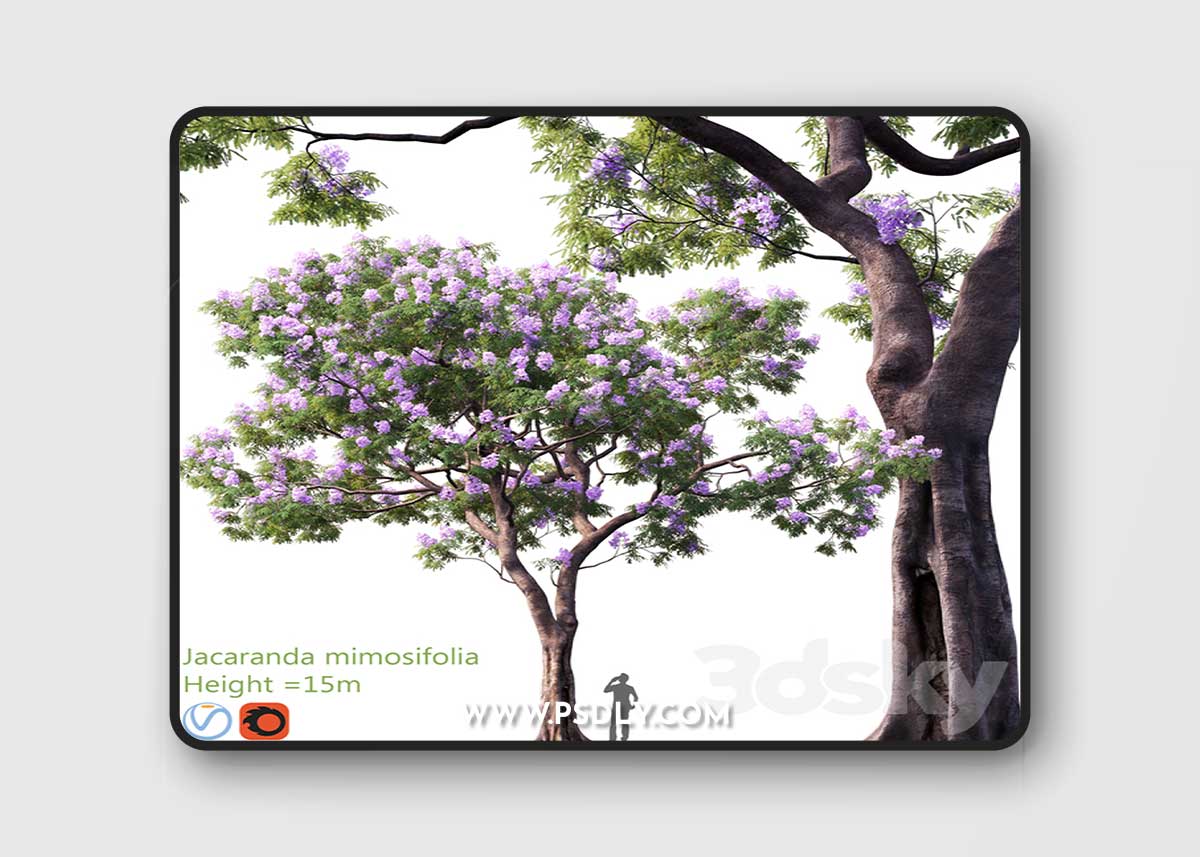 Jacaranda mimosifolia | Height = 15m # 3 1 Jacaranda mimosifolia | Height = 15m # 3