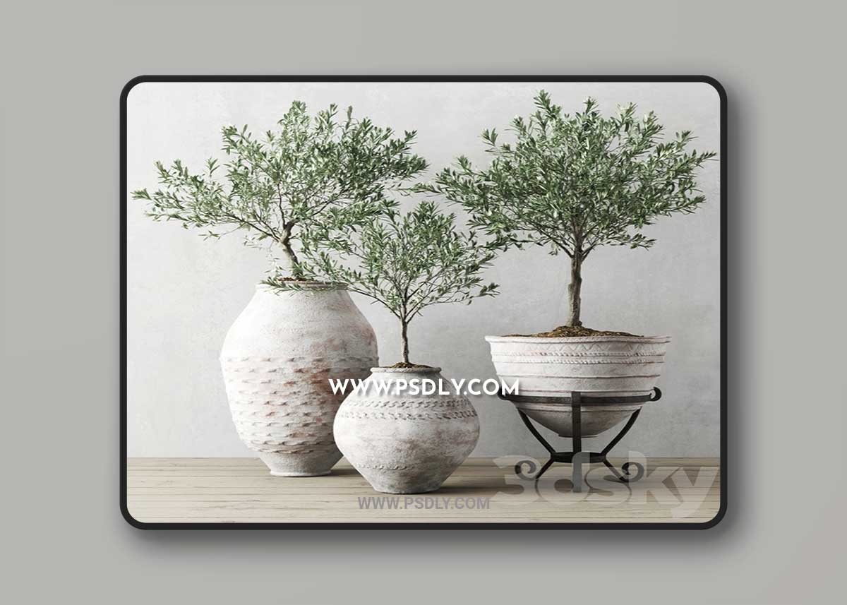 Olive European In Antique Vessels 3D Model 1 Olive European In Antique Vessels 3D Model