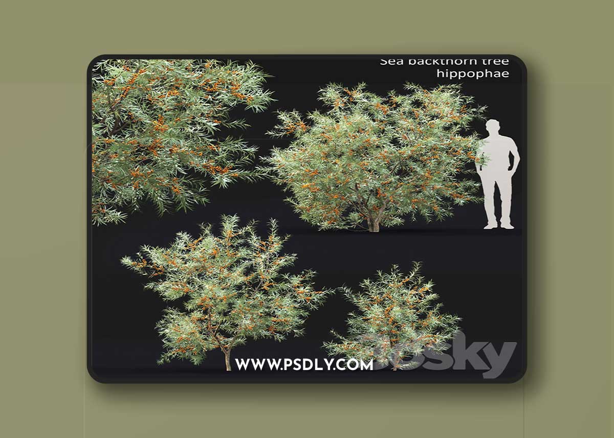 Sea Buckthorn | Hippophae # 2 3D Model 1 Sea Buckthorn | Hippophae # 2 3D Model