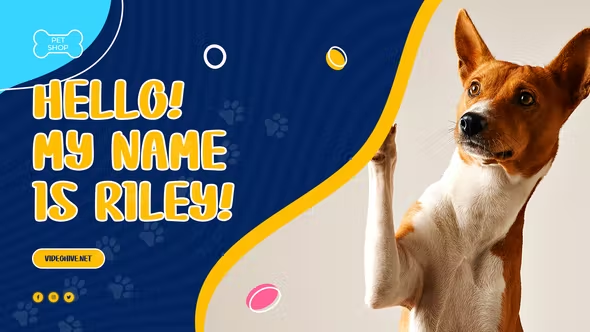 Videohive Pet Shop Promo 38134741 1 Videohive Pet Shop Promo 38134741