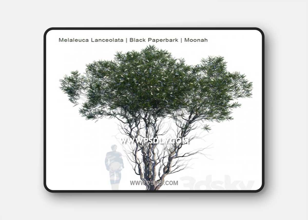 Melaleuca Lanceolata Black Paperbark Moonah 3D Model 1 Melaleuca Lanceolata Black Paperbark Moonah 3D Model