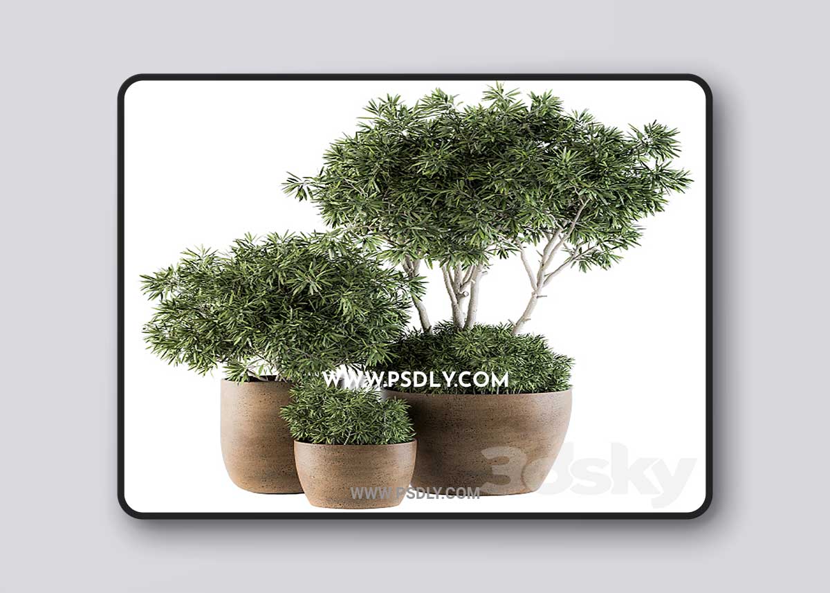 Outdoor Plants tree in Concrete Pot - Set 111 3D Model 1 Outdoor Plants tree in Concrete Pot - Set 111