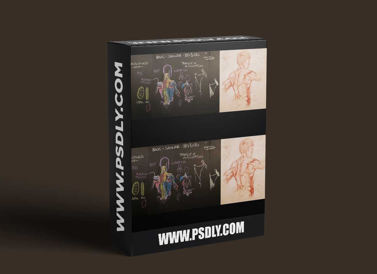 The Gnomon Workshop - Anatomy for Artists Volume 1 Understanding the Back and Shoulder Muscles 1 The Gnomon Workshop - Anatomy for Artists Volume 1 Understanding the Back and Shoulder Muscles