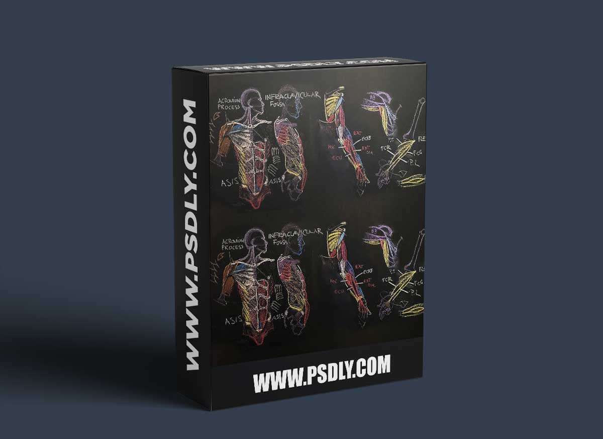 The Gnomon Workshop - Anatomy for Artists Volume 3 Understanding the Front Torso & Arm 1 The Gnomon Workshop - Anatomy for Artists Volume 3 Understanding the Front Torso & Arm