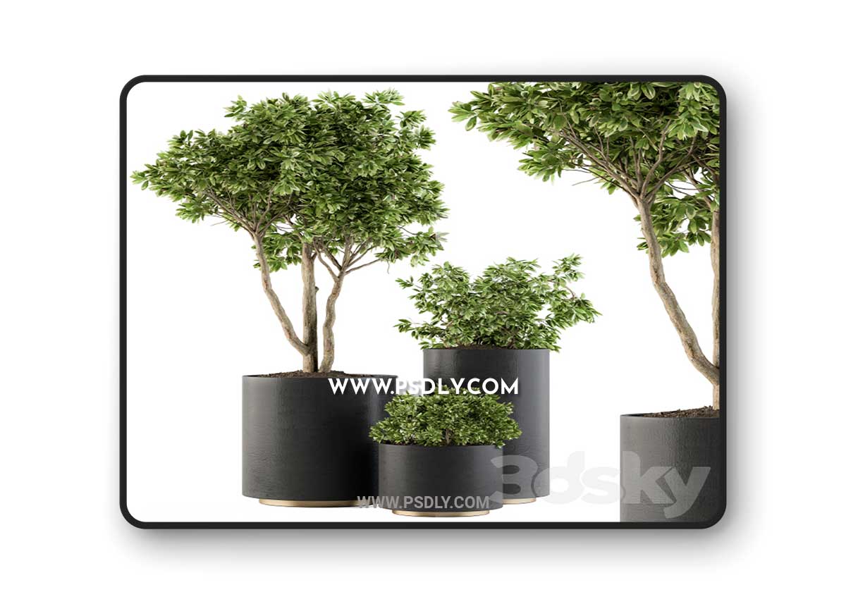 Outdoor Plants Tree in pot - Set 94 3D Model 1 Outdoor Plants Tree in pot - Set 94 3D Model