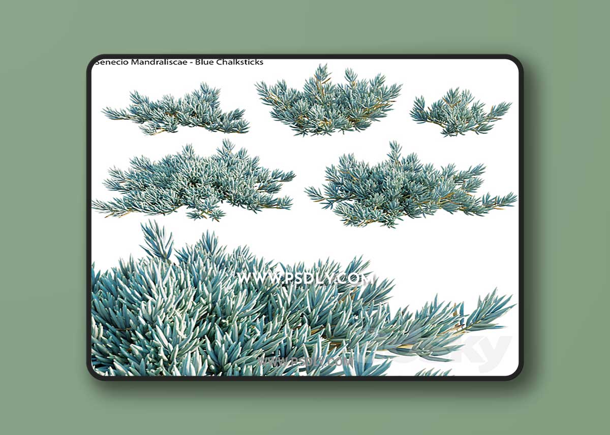 Senecio Mandraliscae – Blue Chalksticks – 01 1 Senecio Mandraliscae – Blue Chalksticks – 01