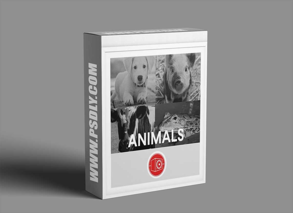 Big Room Sound Animals WAV-FANTASTiC 1 Big Room Sound Animals WAV-FANTASTiC