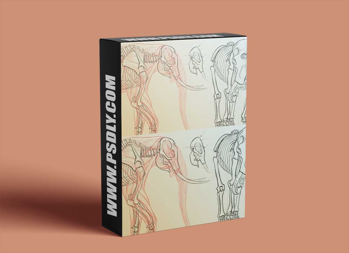 The Gnomon Workshop - Elephant Anatomy Vol. 1: Drawing Skeletons & Musculature 1 The Gnomon Workshop - Elephant Anatomy Vol. 1: Drawing Skeletons & Musculature