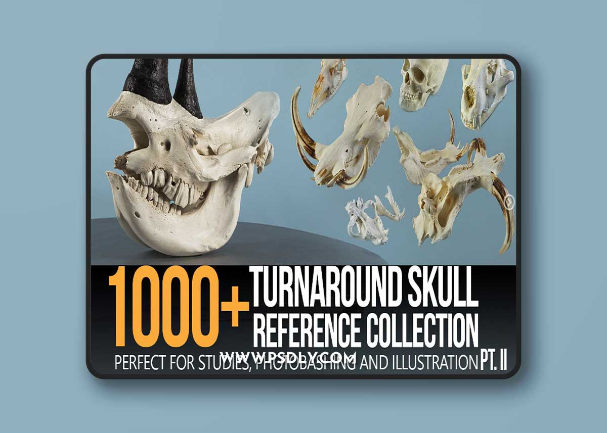 ArtStation - Grafit Studio - 1000+ Skull Reference Collection (Pt. II) 1 ArtStation - Grafit Studio - 1000+ Skull Reference Collection (Pt. II)