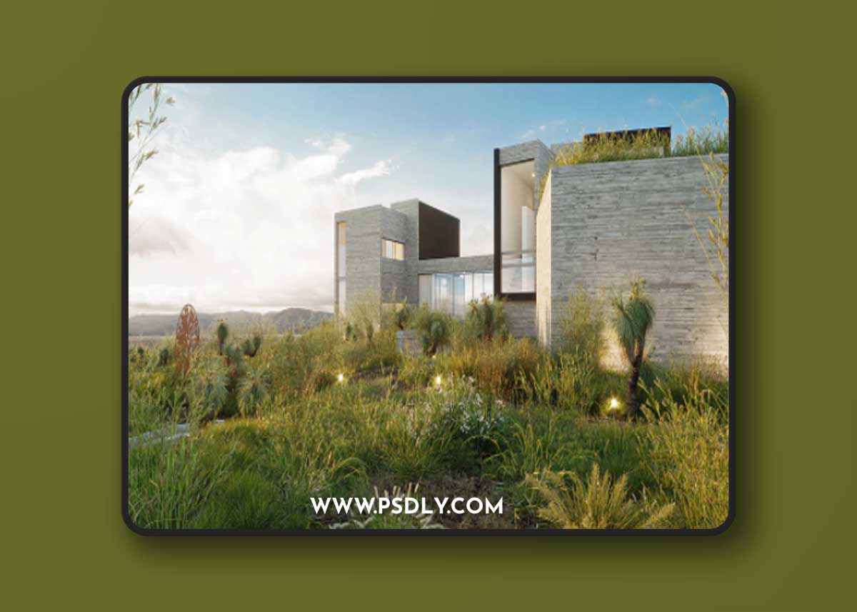 Globe Plants - Bundle 40 Oceania Native Grasses 1 Globe Plants - Bundle 40 Oceania Native Grasses
