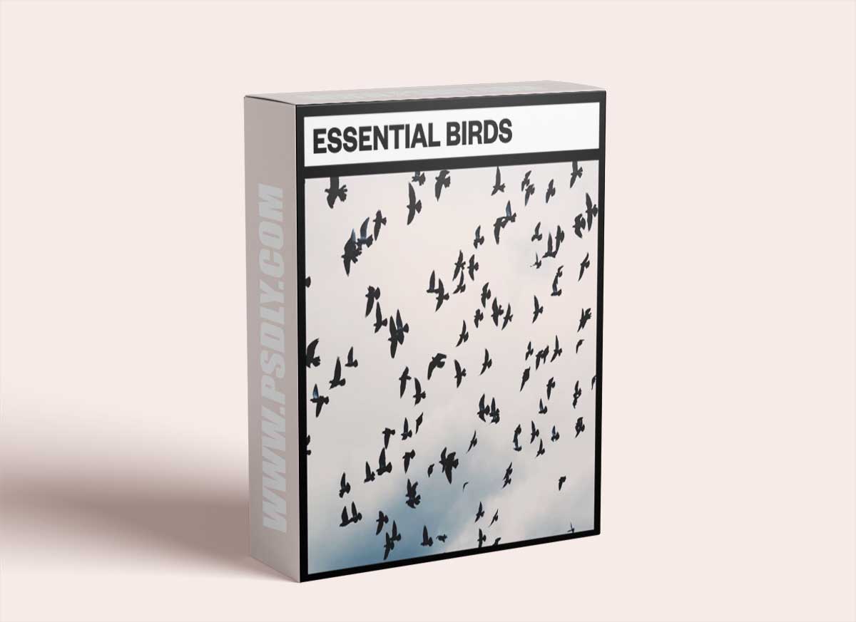 Big Room Sound Essential Birds 1 Big Room Sound Essential Birds