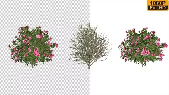 Videohive Azalea Flower Growing Animation with Wind 24146322 1 Azalea Flower Growing Animation with Wind