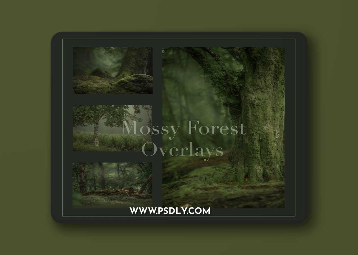 Focus with CA Neil - Mossy Forest Digital Background Set 1 Focus with CA Neil - Mossy Forest Digital Background Set
