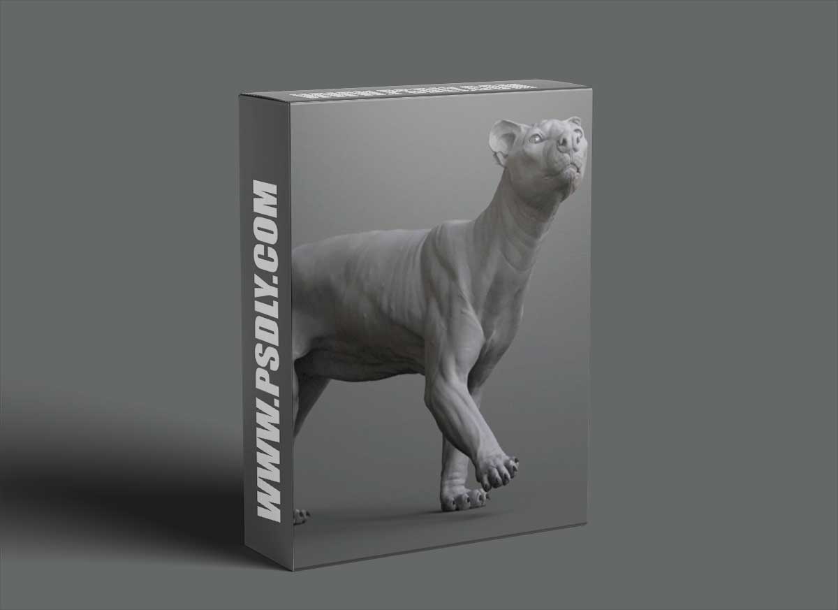 The Gnomon Workshop - Animal Anatomy - Modeling a Fossa 1 The Gnomon Workshop - Animal Anatomy - Modeling a Fossa